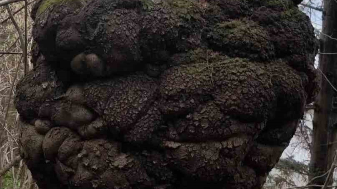 Ormanın kalbindeki ağaç yumrusu görenleri hayrete düşürdü