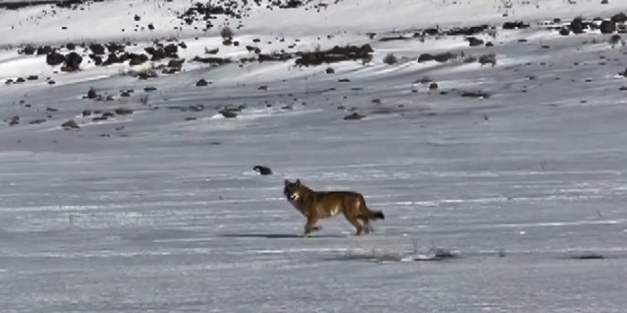 Kars'ta Karla kaplı arazide kurt sürprizi