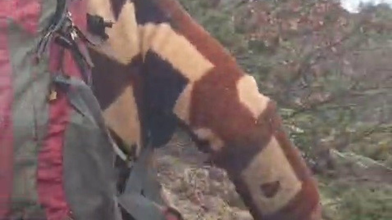 Kuş gözlemi için çıktığı arazide ayı ile karşı karşıya kaldı... Korku dolu anlar kamerada