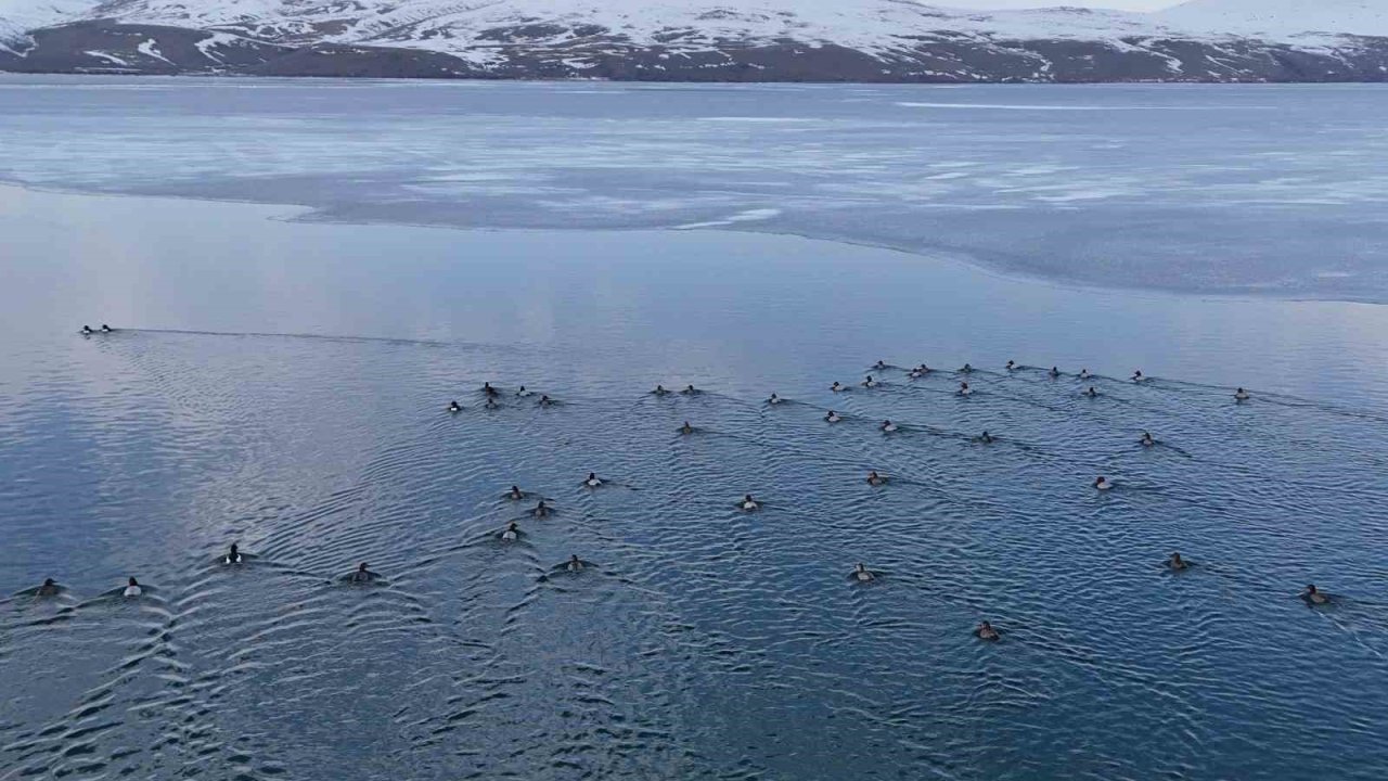 Nazik Gölü’nde buzlar çözüldü, ördeklerin dansı hayran bıraktı