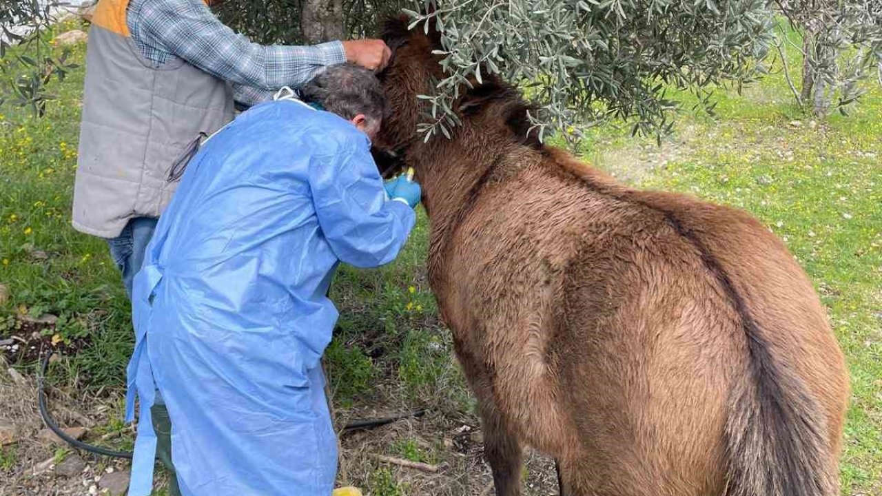 İncirliova’da Afrika At Vebası’na karşı çalışma başlatıldı