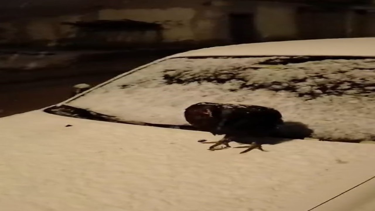 Kümesine giremeyen tavuk otomobil üzerine yumurtladı