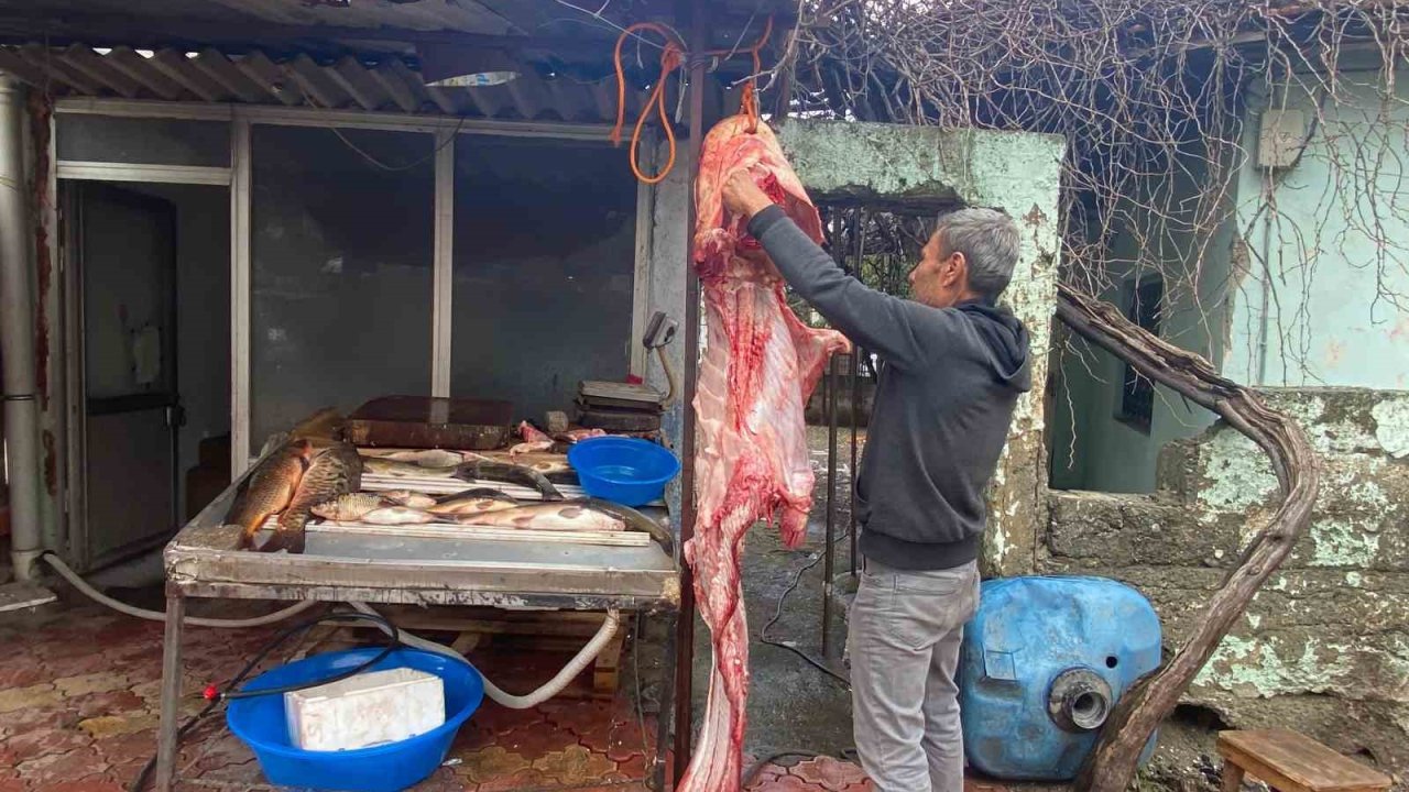 Osmaniye’de 2 metrelik dev yayın balığı vatandaşın ilgi odağı oldu