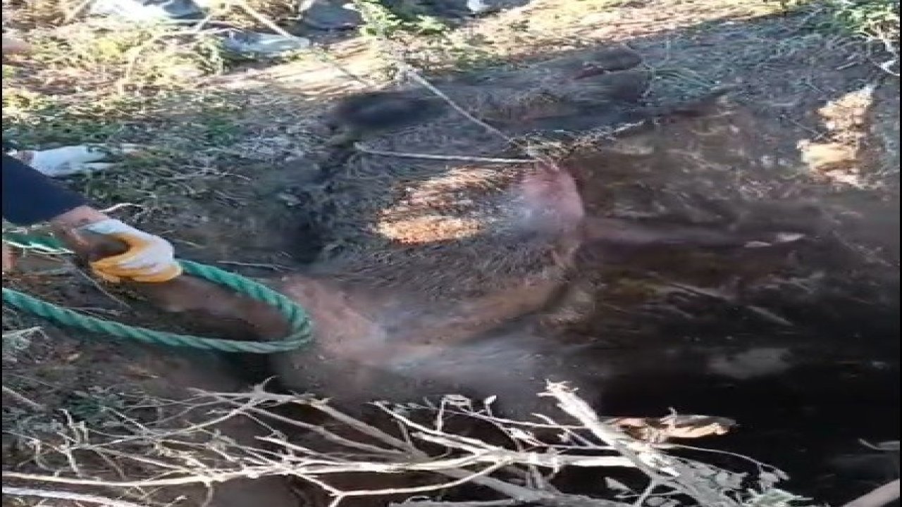 Düştüğü çukurda mahsur kalan yaban domuzunu vatandaşlar kurtardı