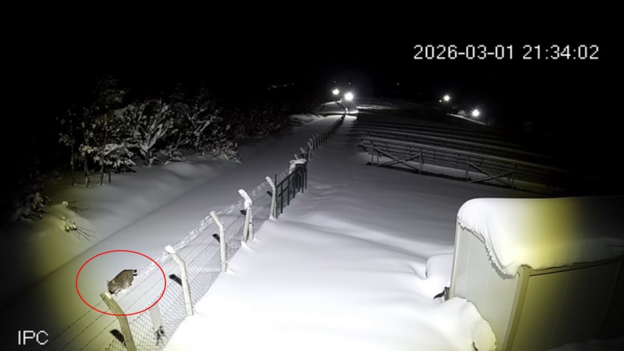 Ordu’da nesli tükenmekte olan vaşak görüntülendi