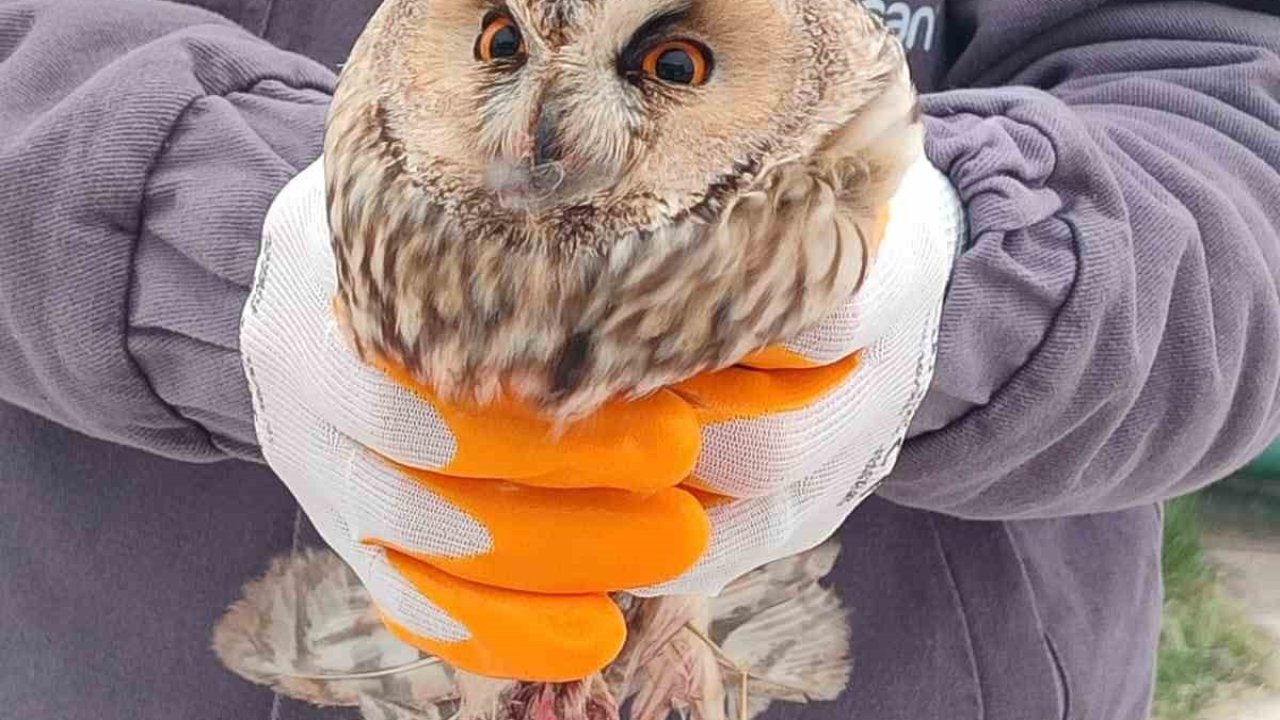 Karapınar’da yaralı baykuş tedaviye alındı