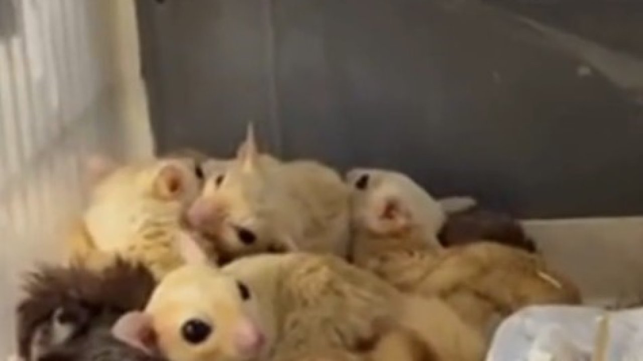 Isparta’da 33 şeker planörü ve 2 Arap tavşanı ele geçirildi