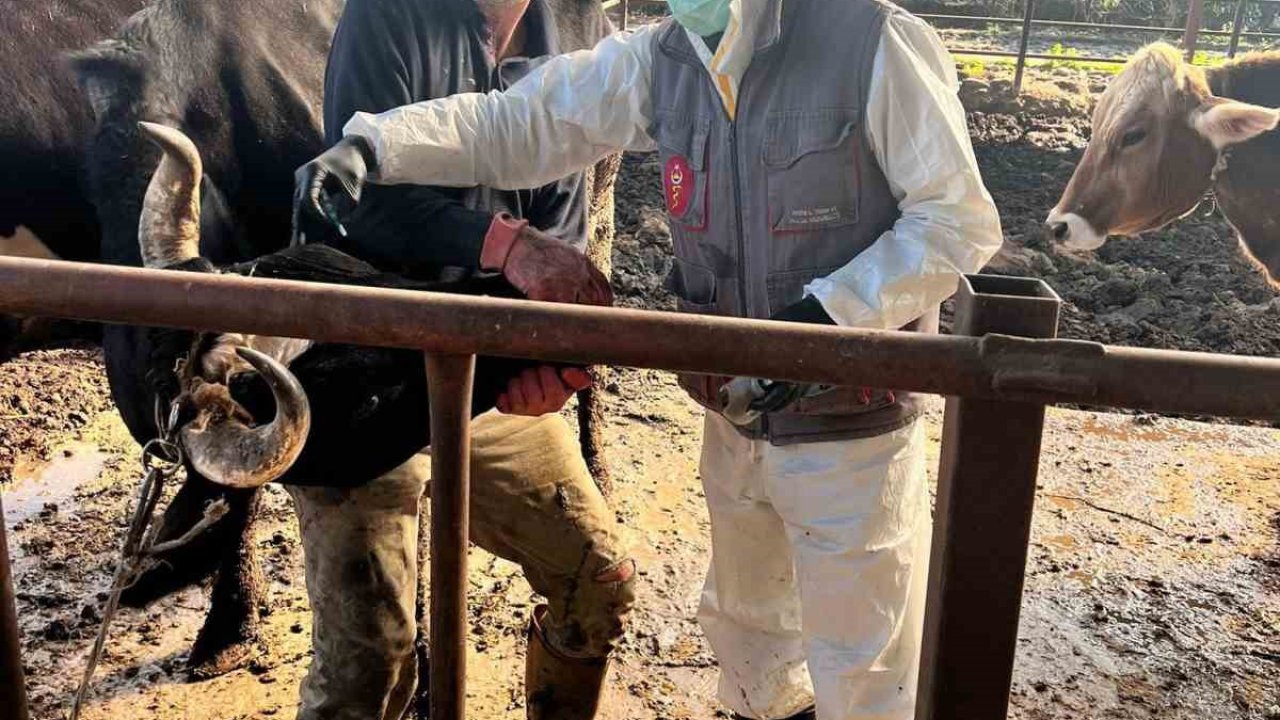 Efeler’de 15 bin hayvan aşılandı