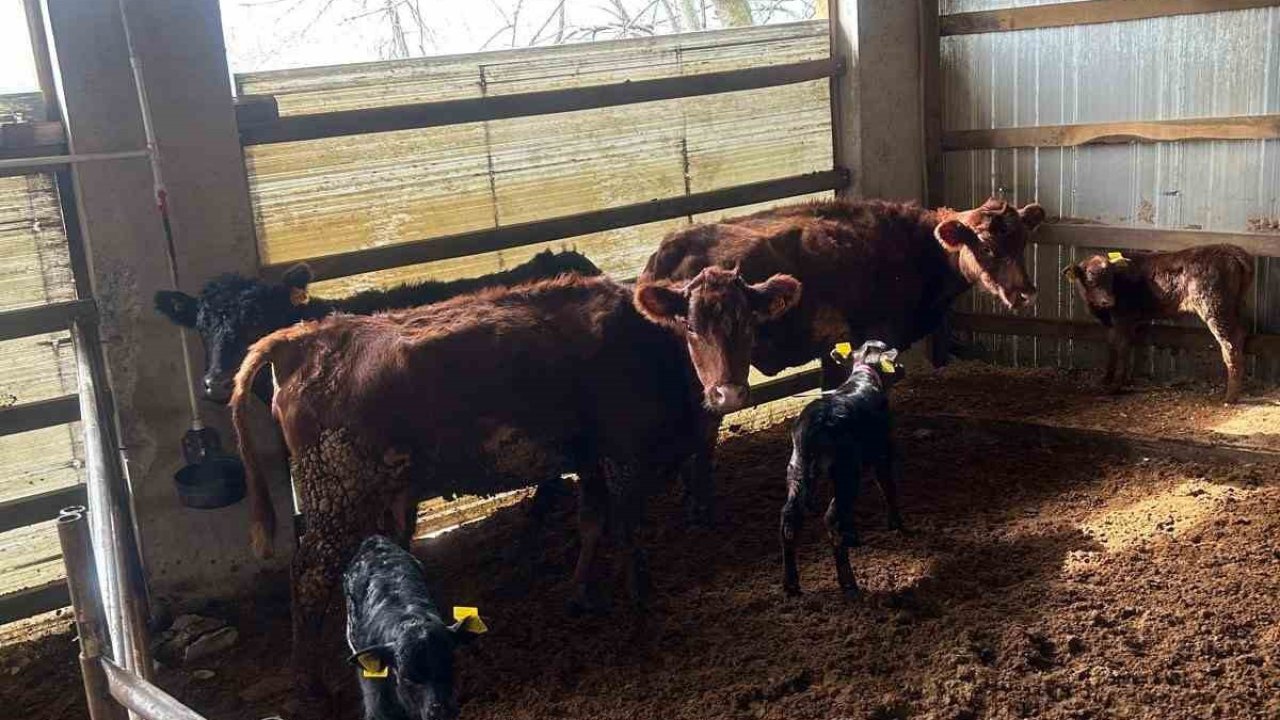 Çaycuma’da yeni doğan buzağılar kayıt altına alındı