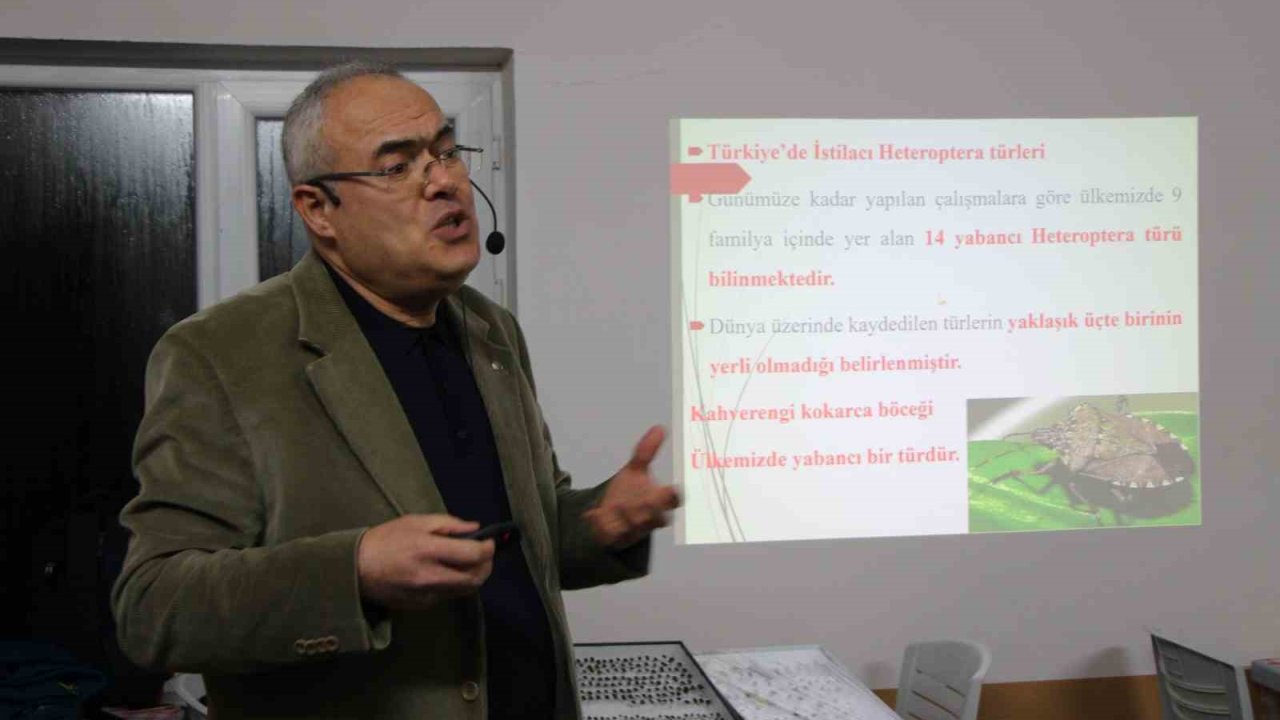 Uzmanı kahverengi kokarca için tarih verdi: "2030 yılından itibaren gündemden çıkmaya başlayacak"