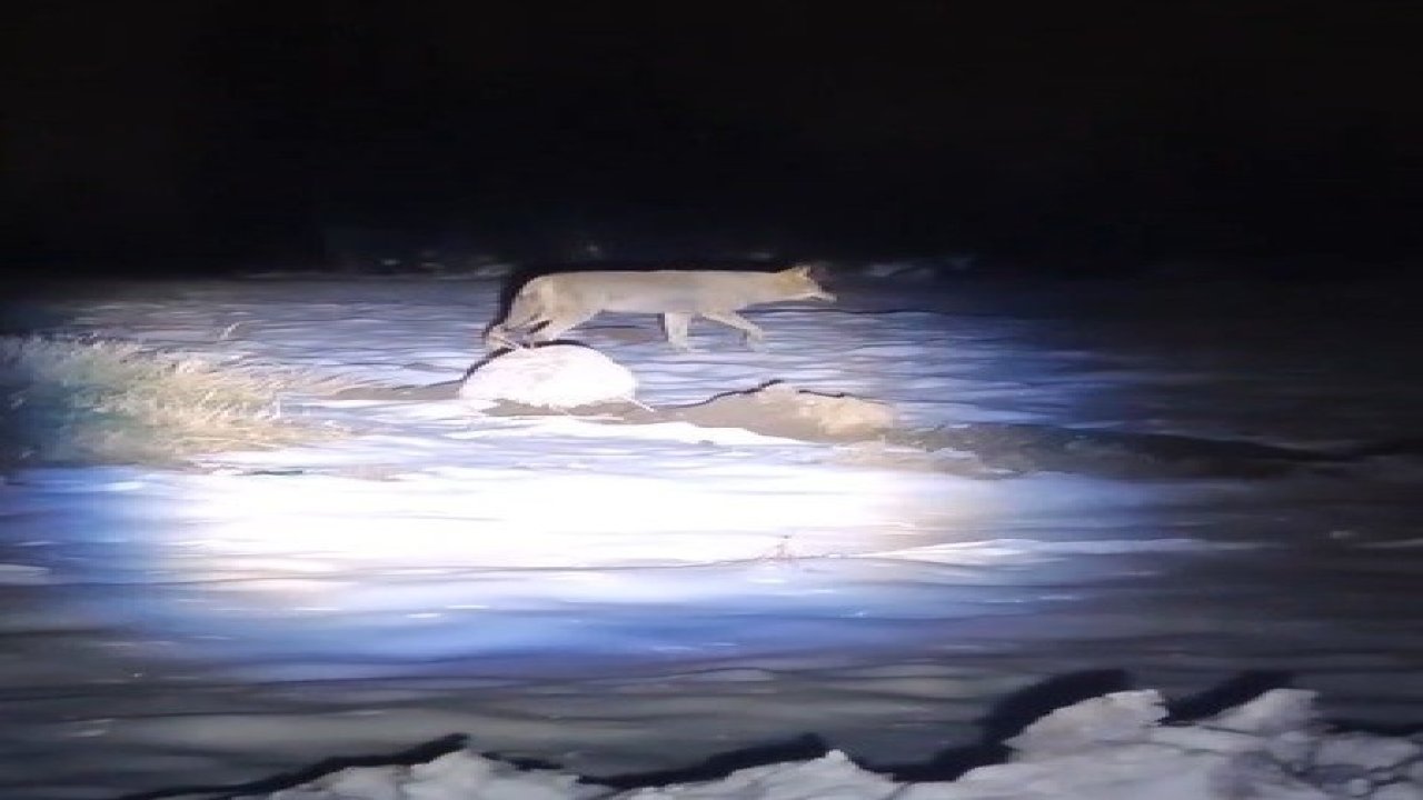 Erzincan’da aç kalan kurtlar köye indi