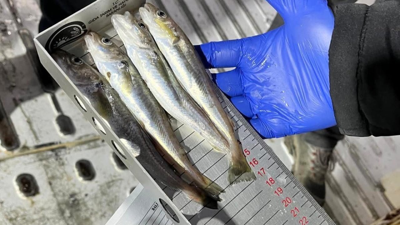 Kırklareli’nde su ürünleri nakil araçlarına sıkı denetim