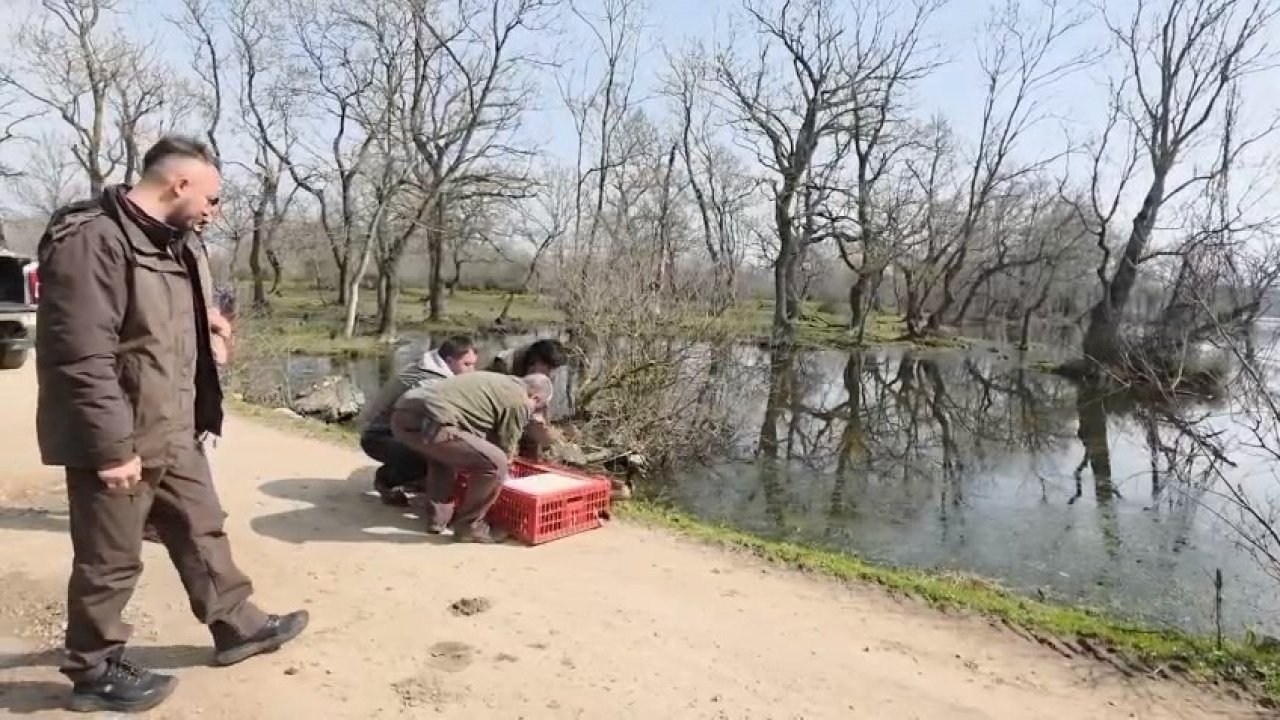 Karacabey Longozları’nda yaban hayatına özgürlük