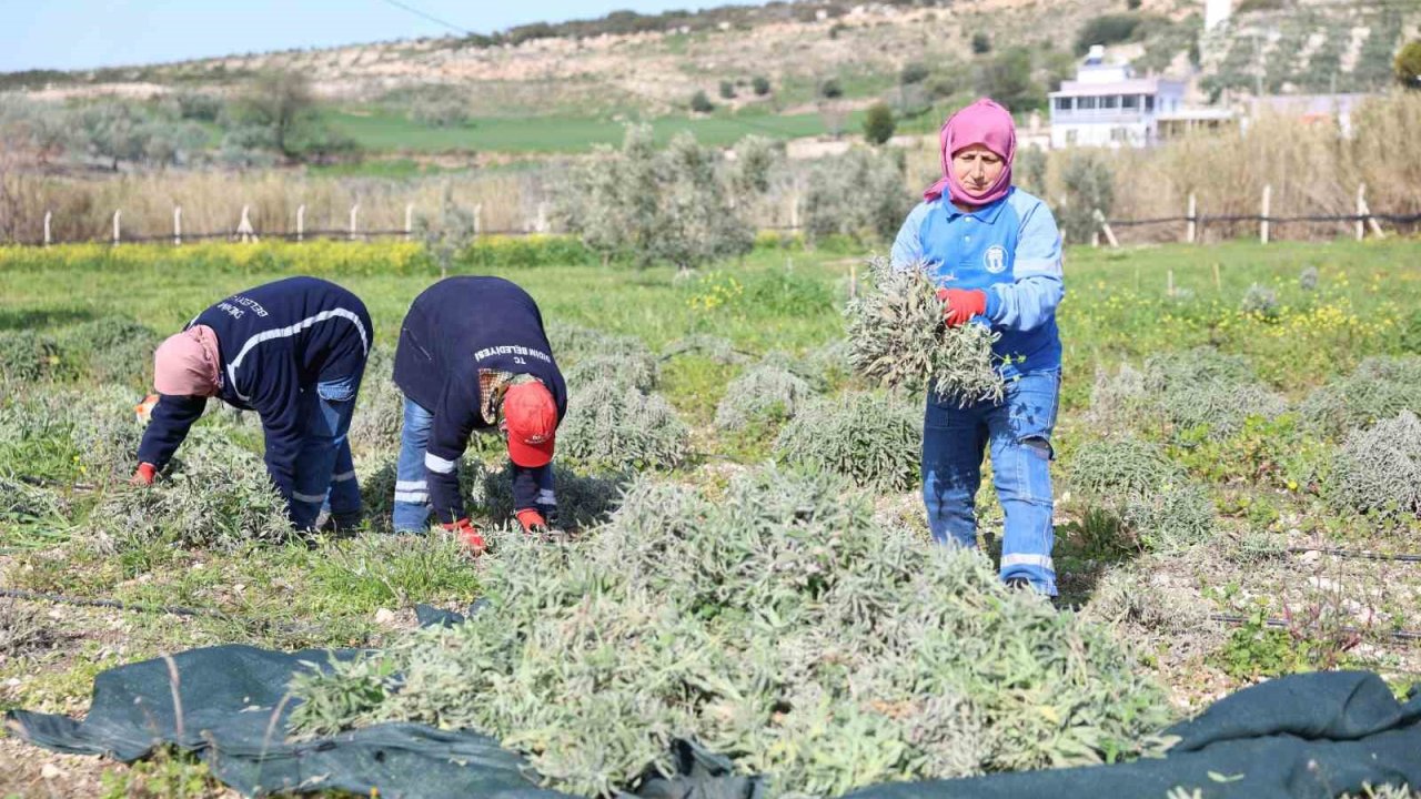 Didim’de ada çayı hasadı yapıldı