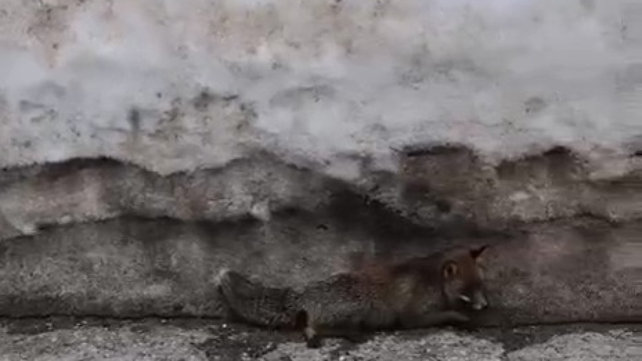 Uludağ’da tilkiye çarpan otomobil sürücüsü yaralı halde bırakıp kaçtı