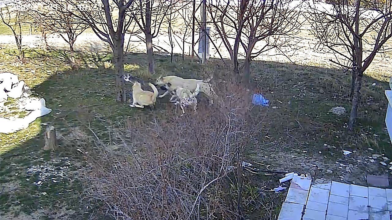 Karaman’da başıboş köpeklerin kediyi öldürdüğü anlar kameraya yansıdı