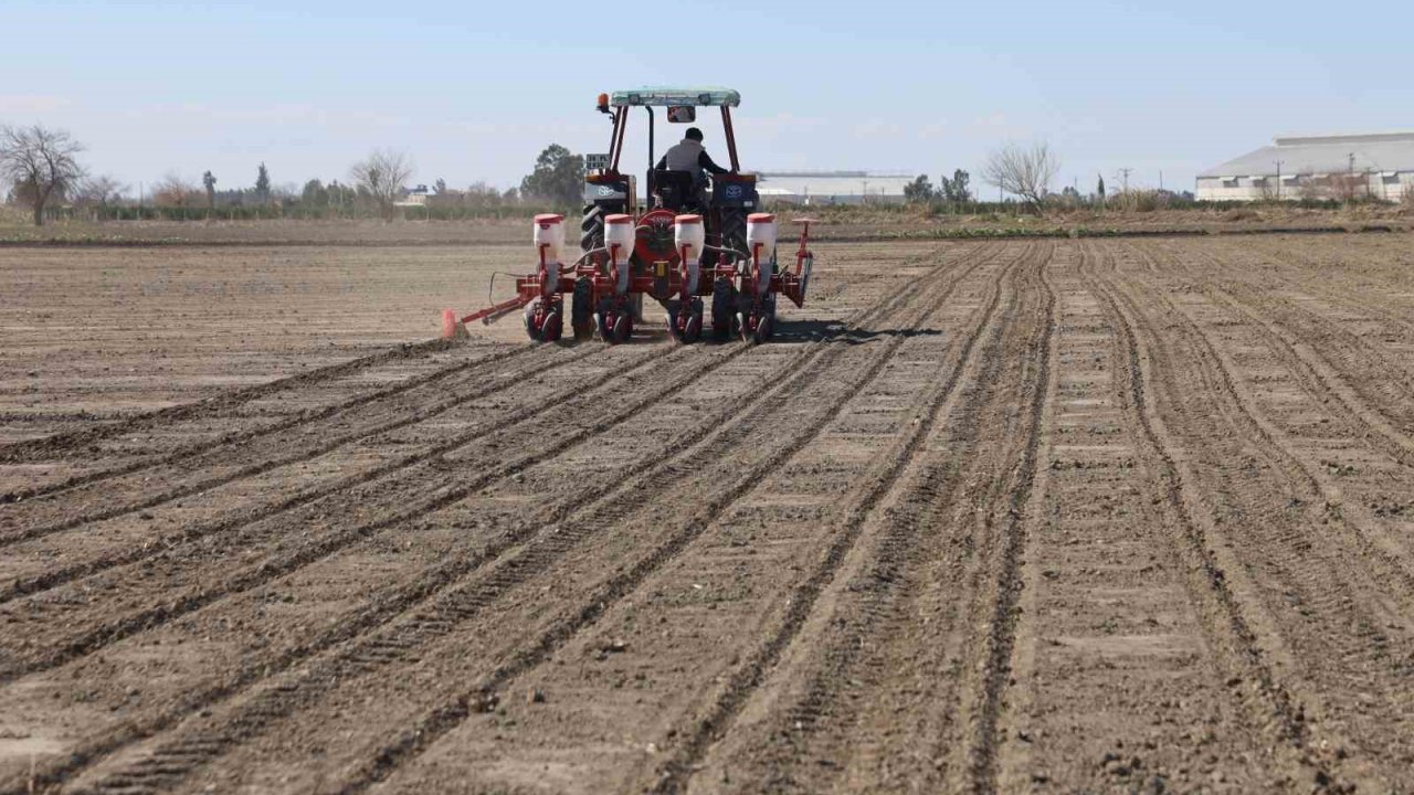 Çukurova’nın bereketli toprakları mısır ve ayçiçeği tohumları ile buluştu