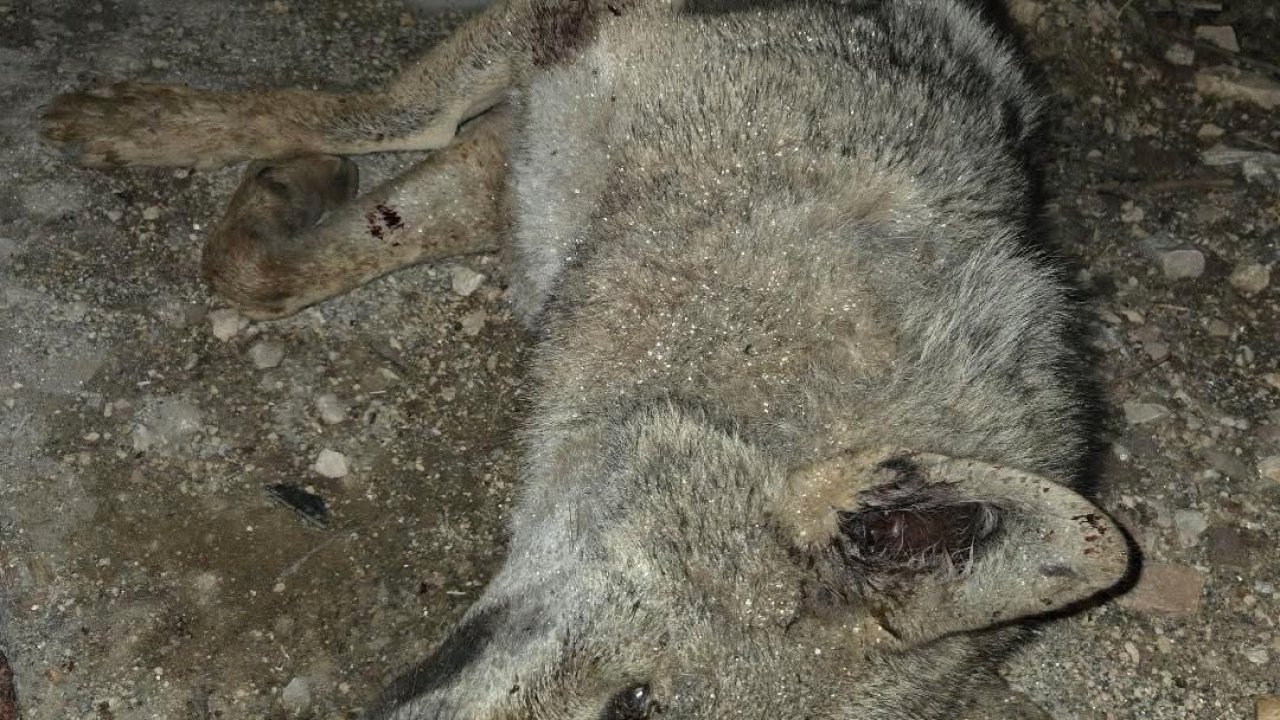 Otomobilin çarptığı kurt telef oldu