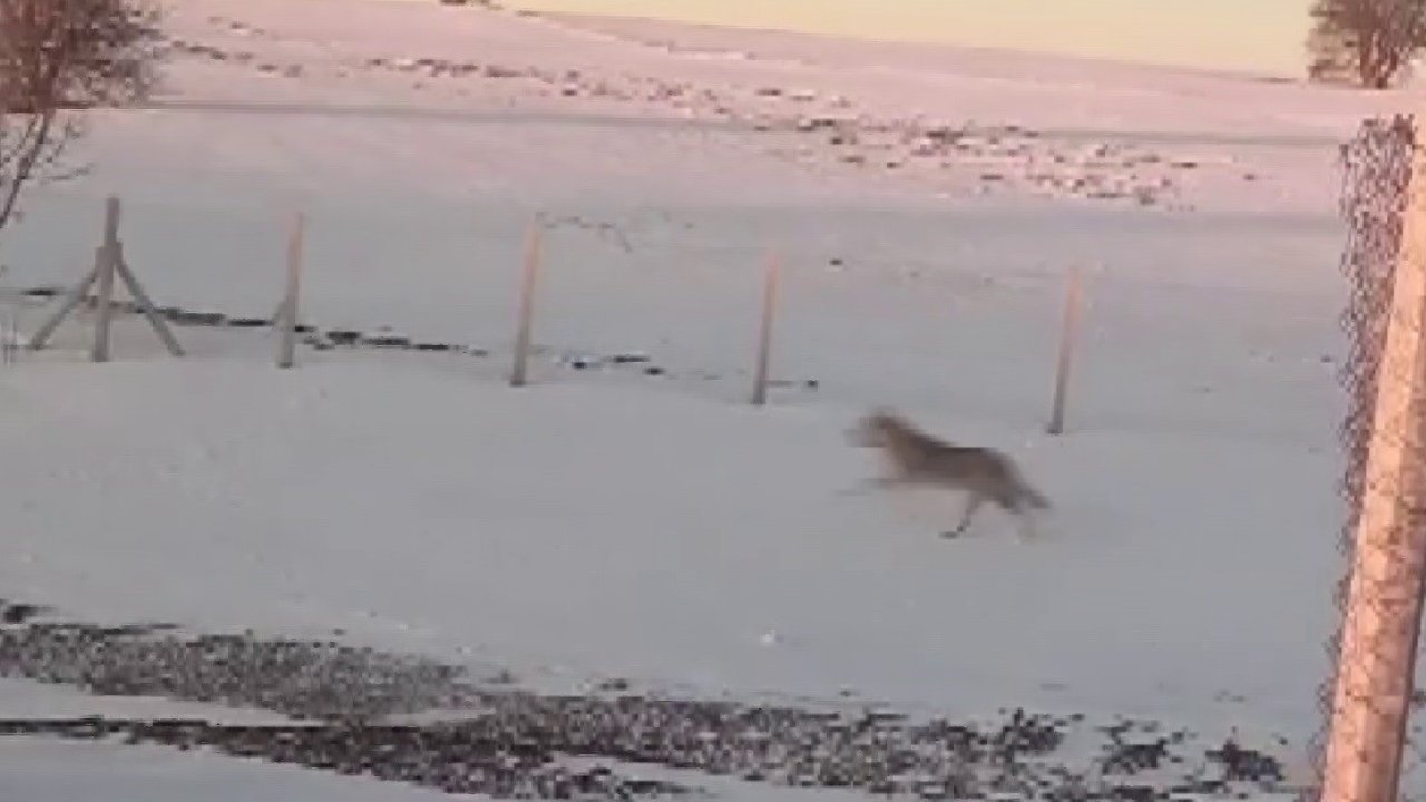 Sürüden ayrılarak mahsur kalan kurt, cep telefonu ile görüntülendi