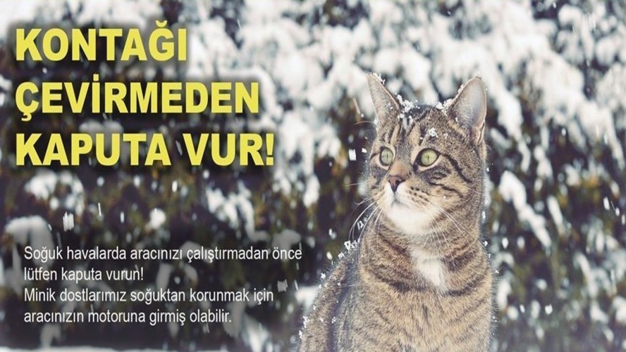 Soğuktan korunmak için girdiği araçta sıkışan kedi kurtarıldı