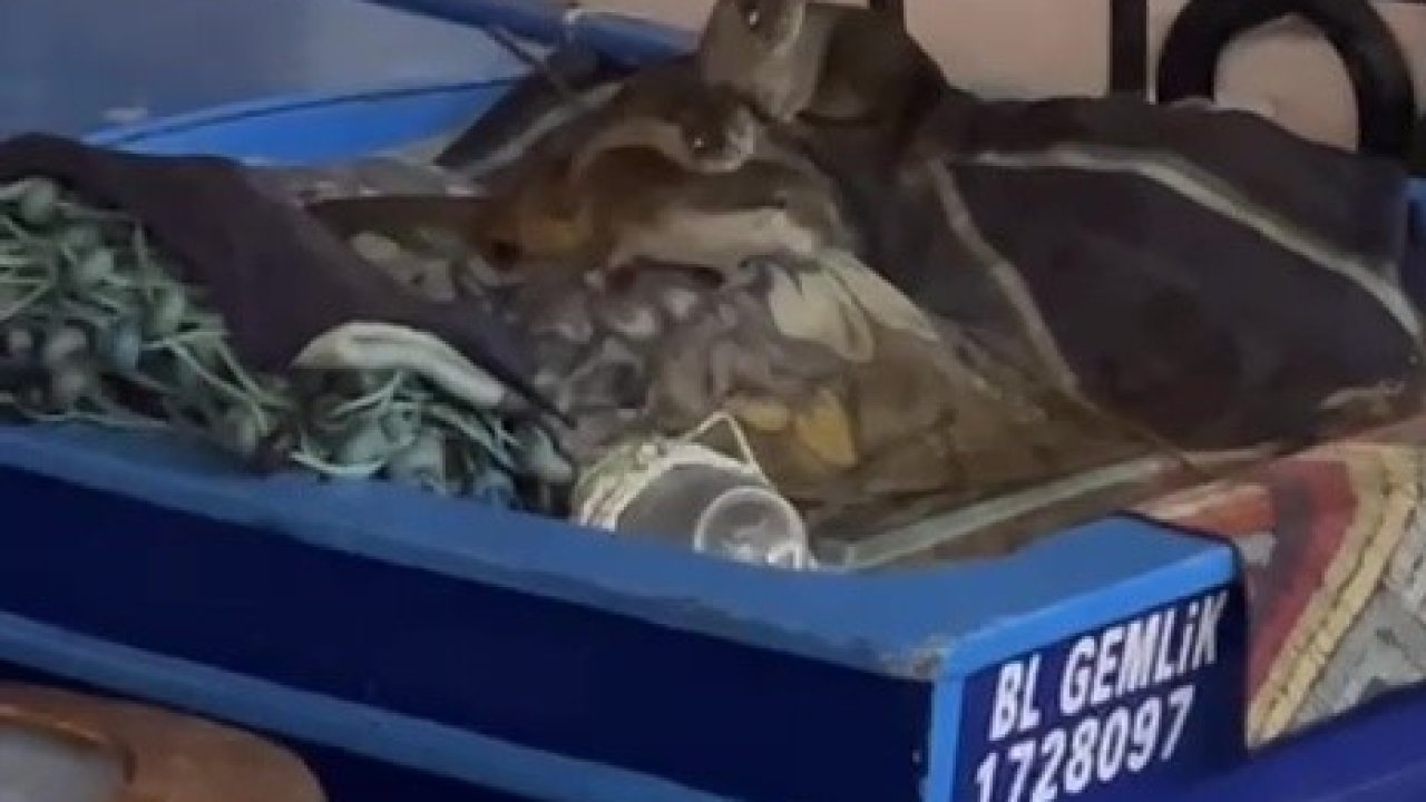 Aç kalan anne su samuru ve yavruları Gemlik’te tekneye sığındı