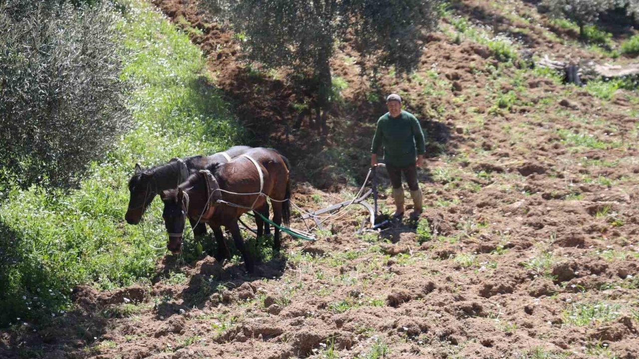 Aydın dağlarında incir ve zeytin üreticisinin karasabanla zorlu mücadelesi başladı