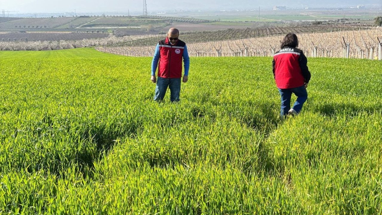 Manisa’da buğday üreticilerine ‘Septorya’ uyarısı