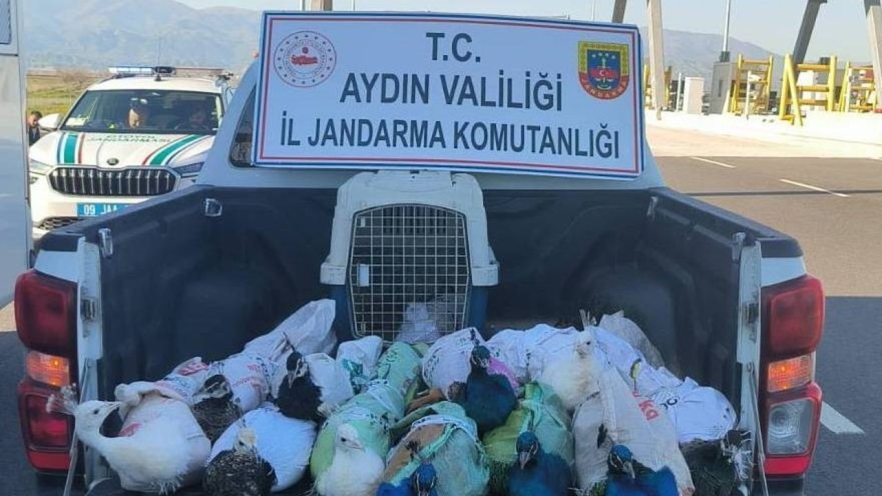 Nazilli’de tavus kuşu operasyonu
