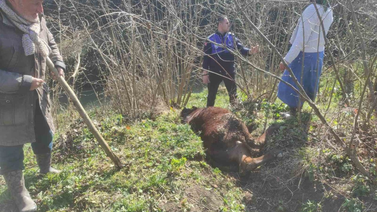 Kanala düşen ineği zabıta kurtardı