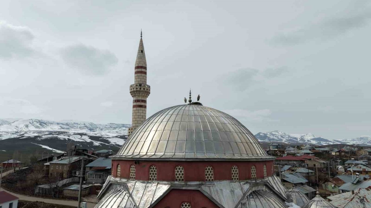 "Baharın habercisi" leylekler Muş Ovası’na gelmeye başladı