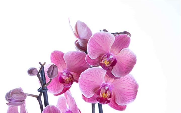 Modern Hayatın Hızına Zarafetle Yetişen Jest