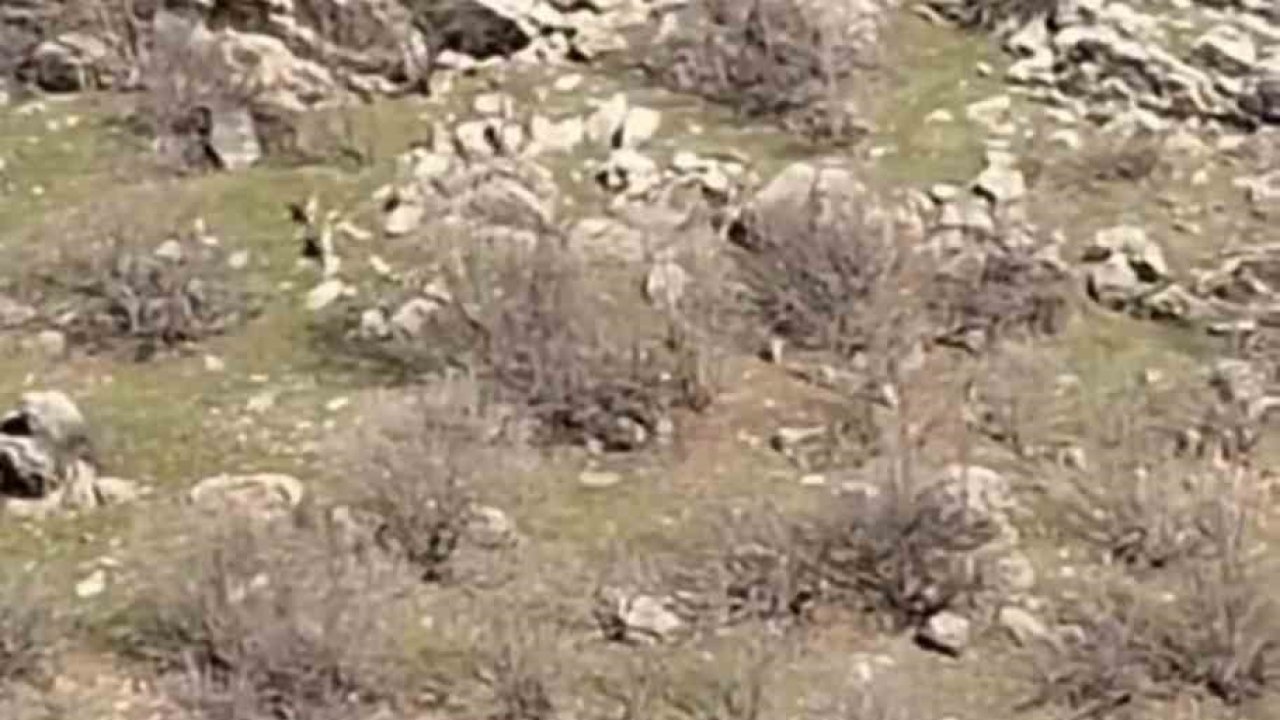 Diyarbakır’da sürü halinde dağ keçileri görüntülendi