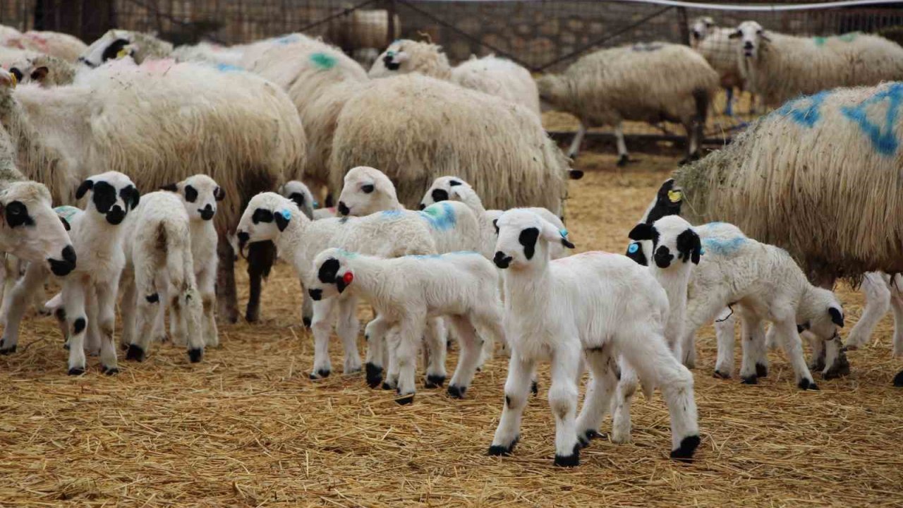 Hayvancılara kritik uyarı: Kuzu ve buzağı bakımında ilk saatler hayati önemde