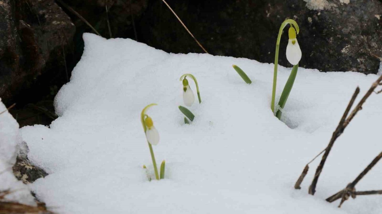Mart karı kardelenleri yeniden beyaza bürüdü