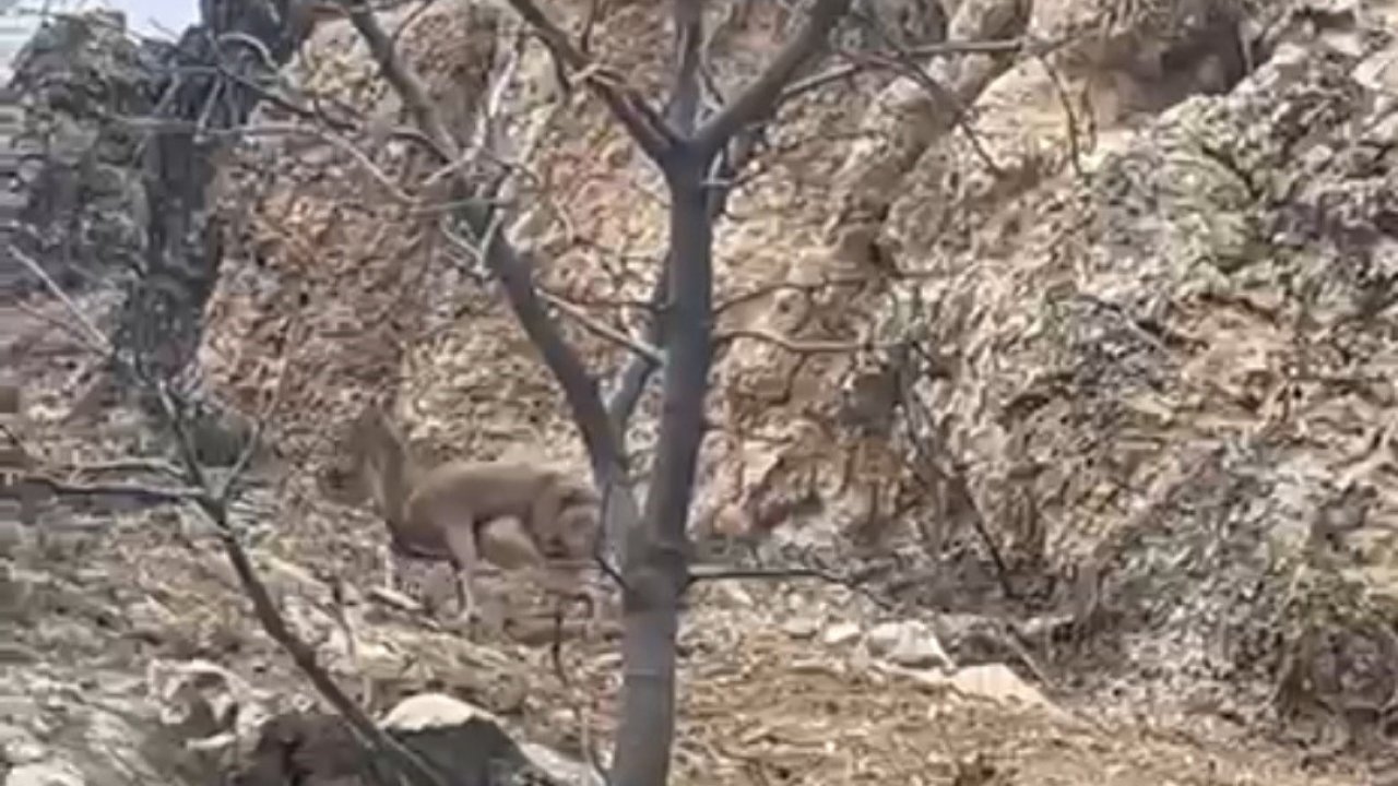 Elazığ’da 3 ayaklı yaban keçisi azmiyle şaşırttı