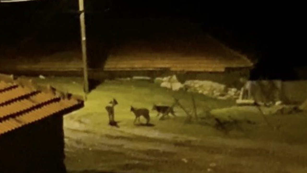 Köye inen kurt sürüsü kamerada