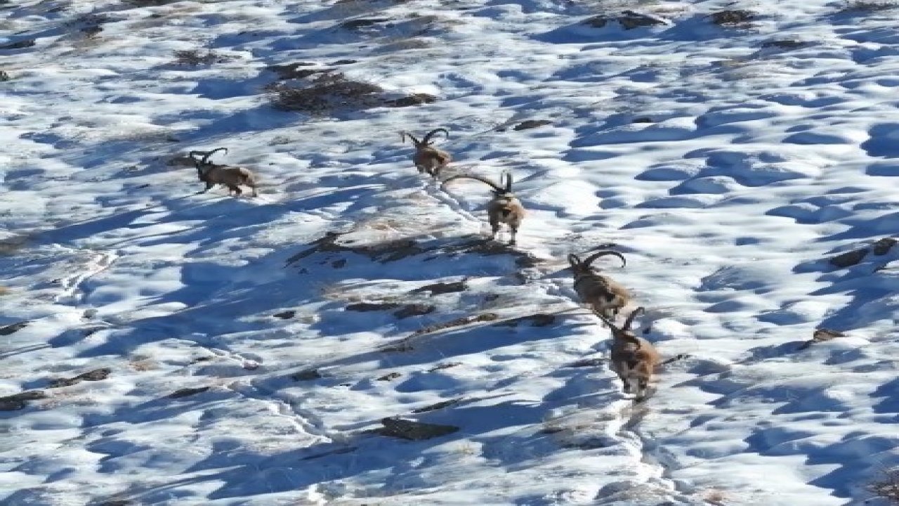 Kahramanmaraş’ta yaban keçileri görüntülendi