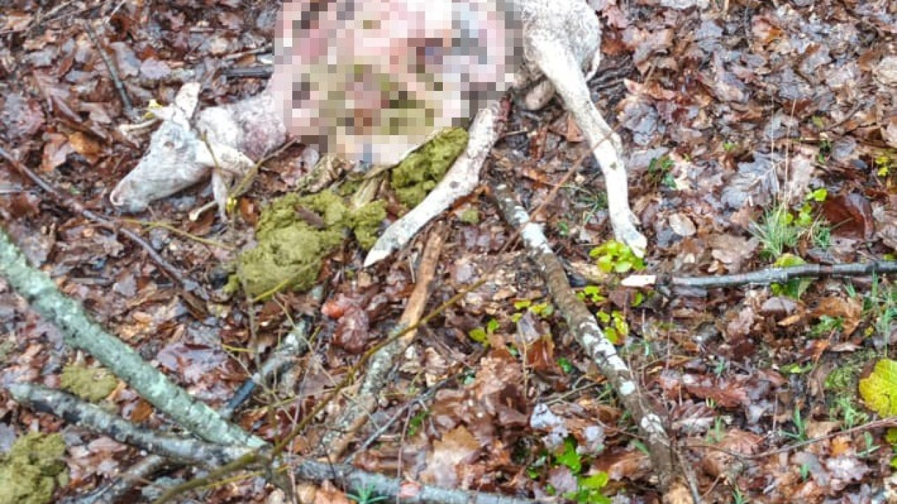 Sürüye kurt saldırdı: 18 koç ve 5 teke telef oldu