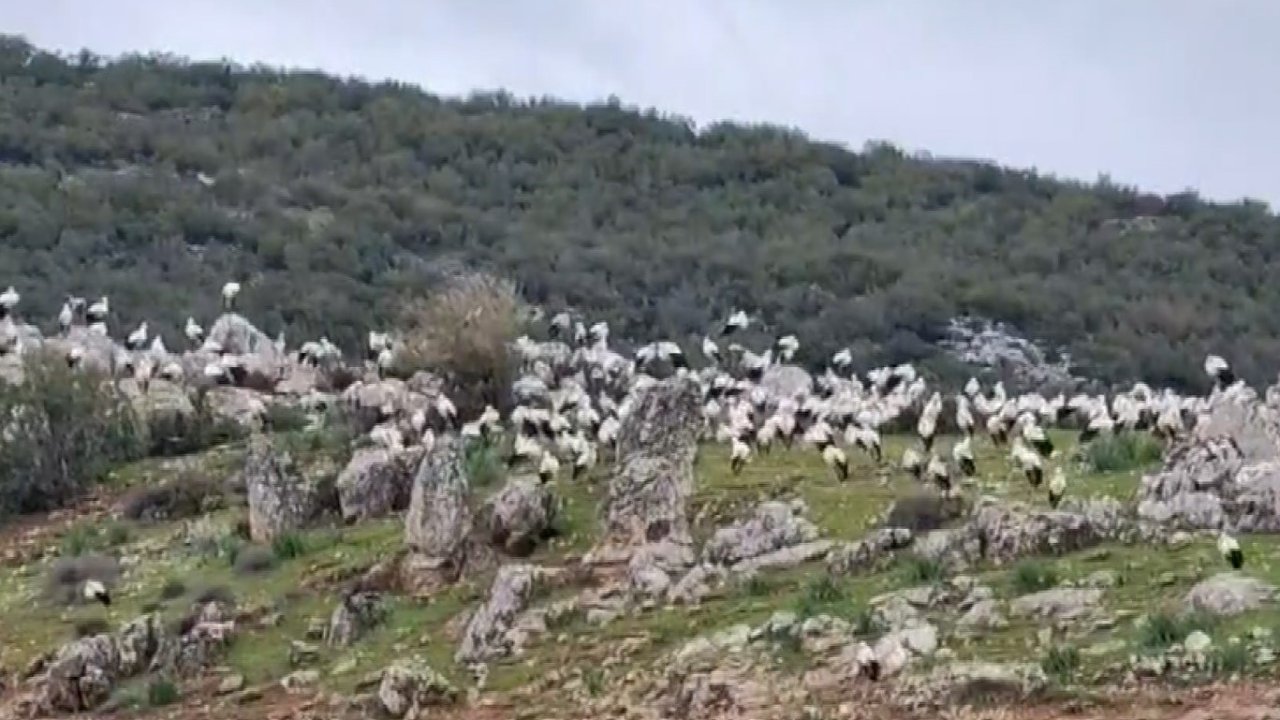 İslahiye’de leylek akını