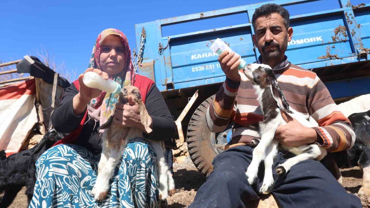 Akaryakıt karıştığı iddia edilen yağmur suyu birikintisinden içerek telef olan küçükbaş hayvanların yavrularını biberonla yaşatmaya çalışıyorlar