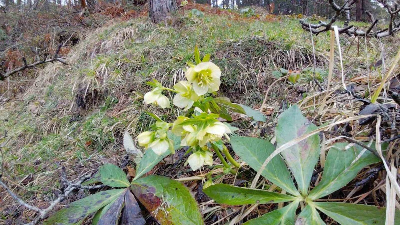 Karlar eridi, dereler coştu: Çiçekler açtı