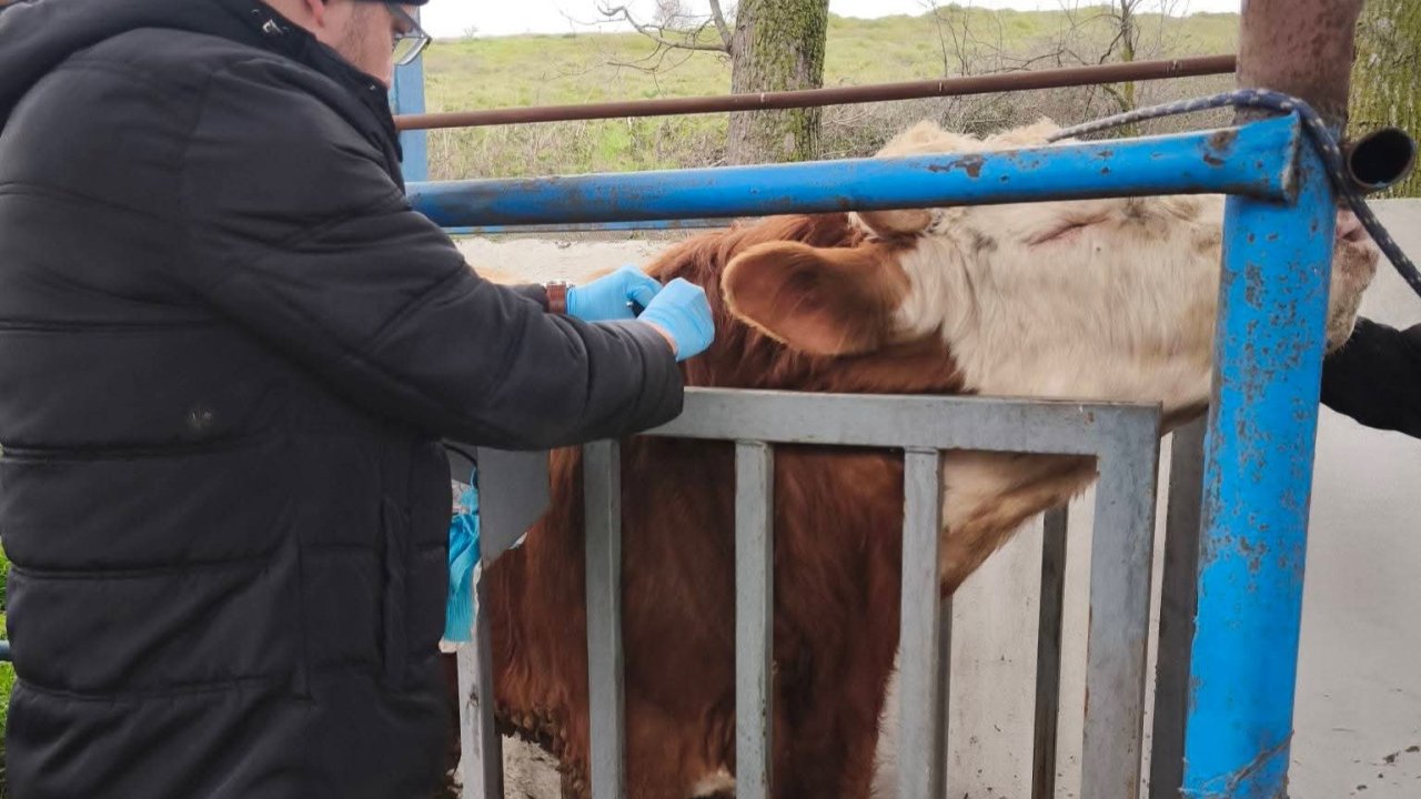 Hayvancılık işletmelerinde sağlık taraması yapıldı