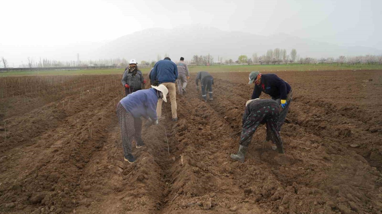 Erzincan bölgenin fidan ihtiyacını karşılıyor