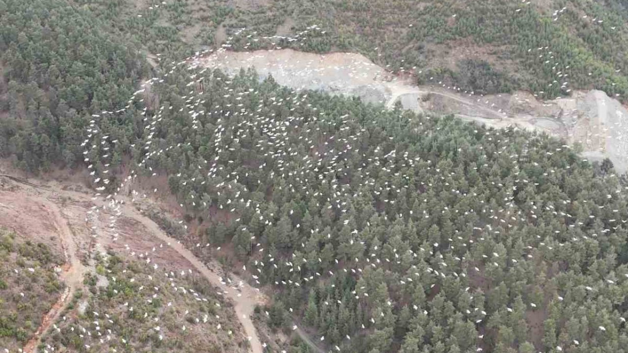 Mersin’de ak pelikanların dansı görsel şölen sundu