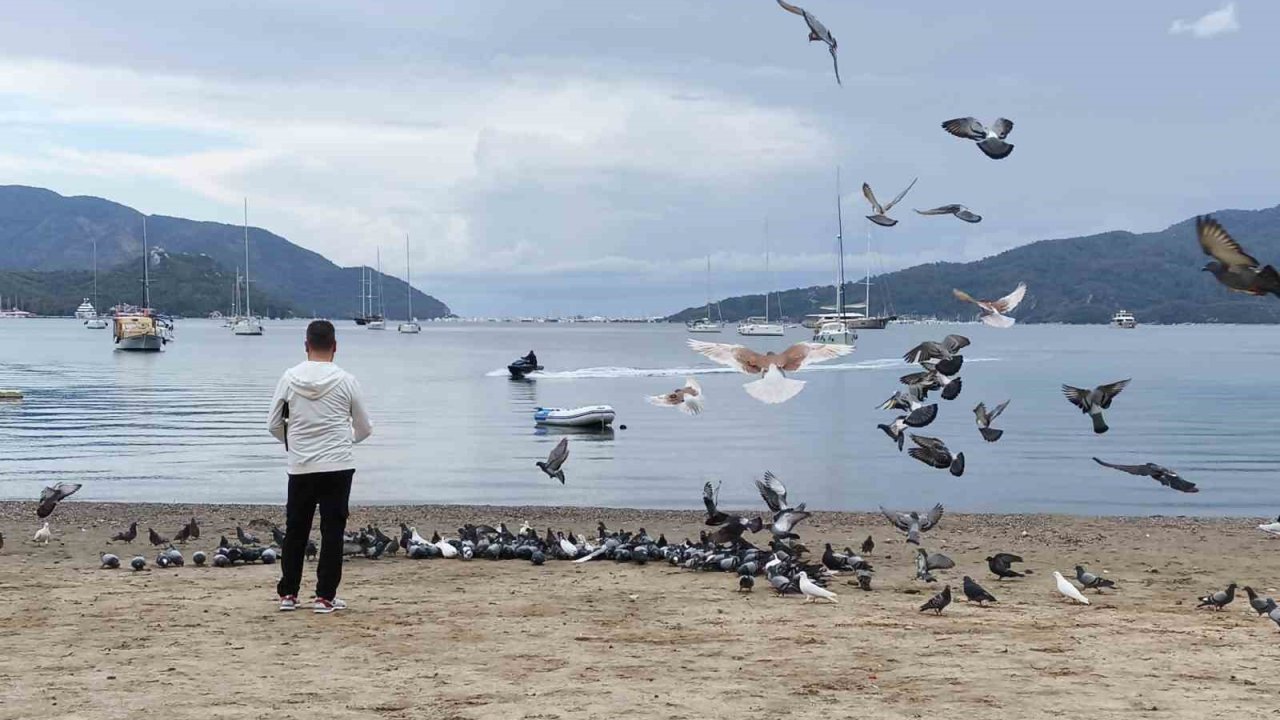 Marmaris’te güvercinler kışın boşalan sahili mesken tuttu