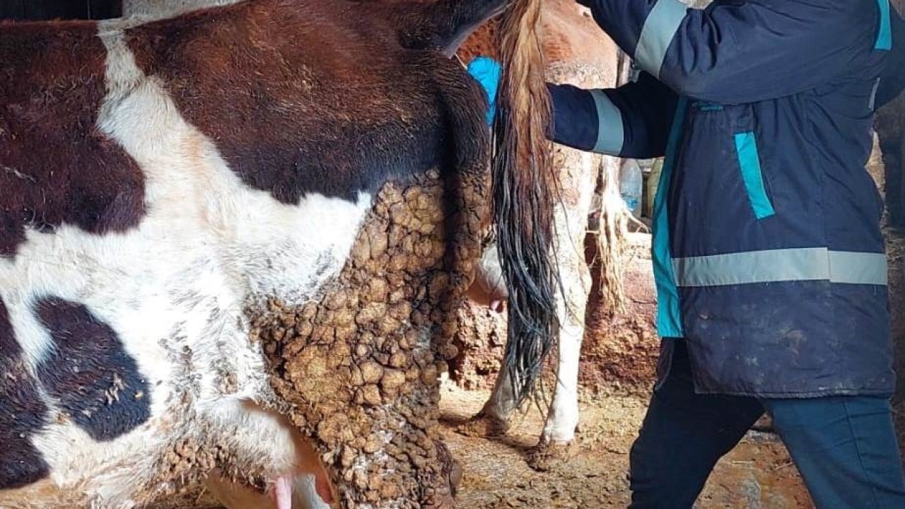 Hisarcık’ta şap hastalığı için büyükbaş hayvanlardan kan numunesi alındı