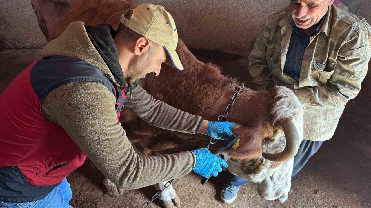 Tunceli’de şap aşılama kampanyası sürüyor