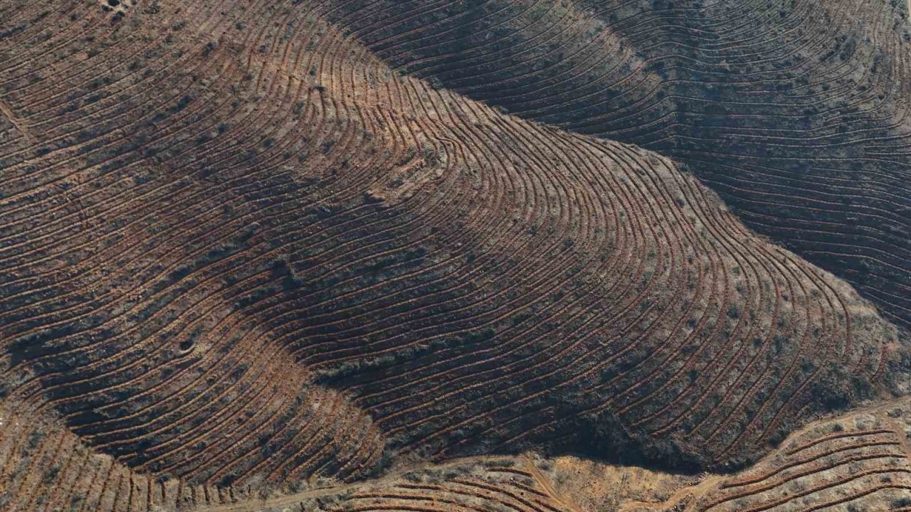Bursa’da yanan ormanlar 8 ayda ilmek ilmek işlendi, bölge yeniden can buldu