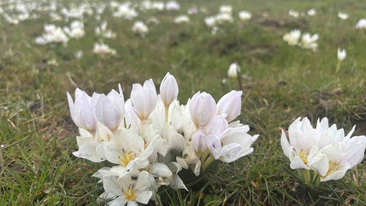 Bingöl’de baharın habercisi kardelenler yüzünü gösterdi