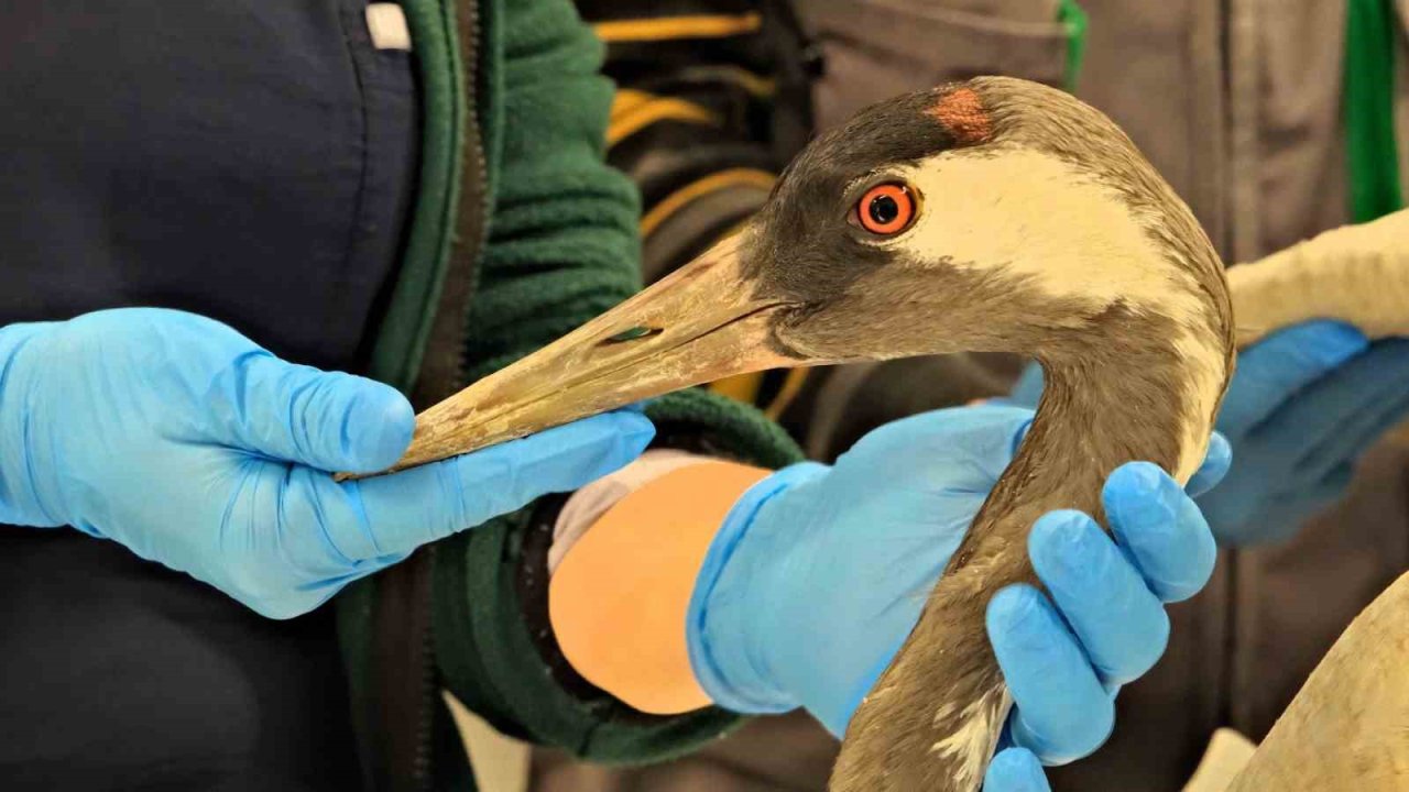 Göç yolunda yaralanan bayağı turnanın tedavisi Ormanya’da sürüyor